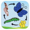 A Life Cycle App