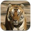 iLiveMath apps by iHomeEducator