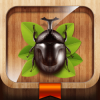 Meet the Insects: Forest Edition