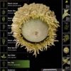 Leafsnap For iPad