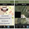 Audubon Owls