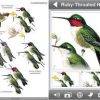 Peterson Feeder Birds of North America
