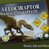 Velociraptor: Small and Speedy