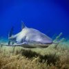 Best Shark Week Apps For The Kids [Updated for 2022]