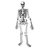 Learning Resources Skeleton Floor Puzzle