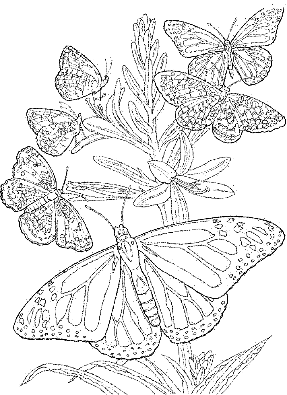 butterfly coloring pages for adults free printable ...