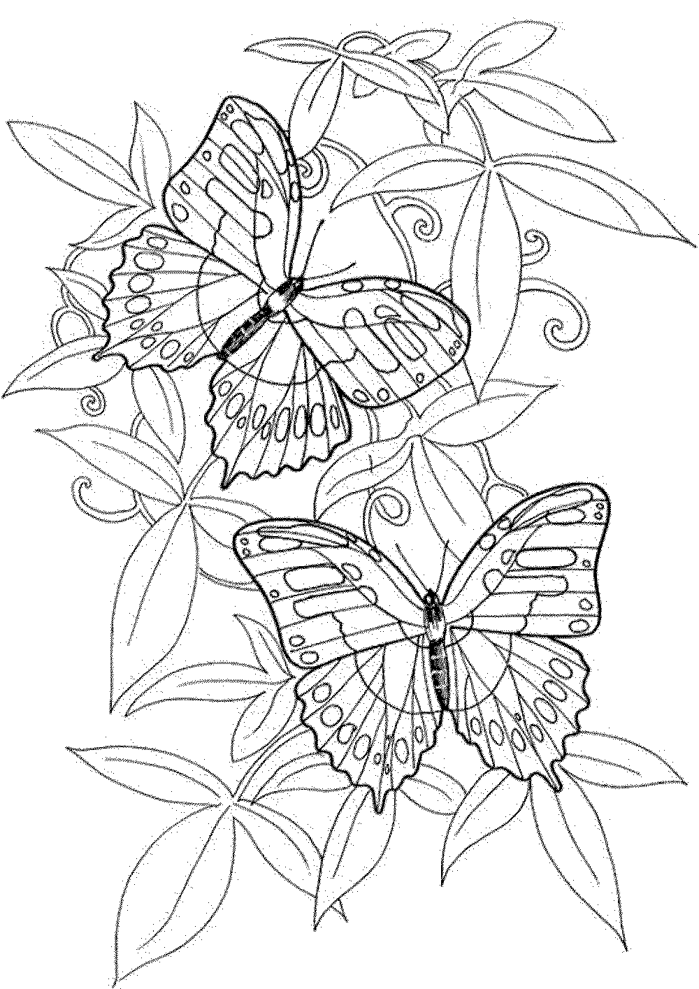 butterfly-coloring-pages-for-adults | | BestAppsForKids.com