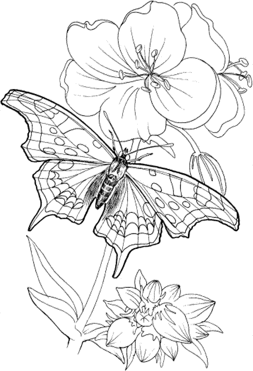 coloring pages for adults only