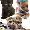 Peekabox-Forest: Flashcards