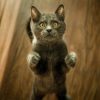 Best Animal & Nature Apps​ [Updated for 2022]