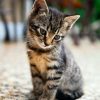 The Benefit of Cat Coloring Pages