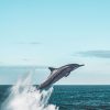 My Experience of Making Dolphin Coloring Pages