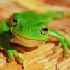 Frog Coloring Pages Theme for Kids