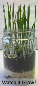 Terrarium Science Kit.
