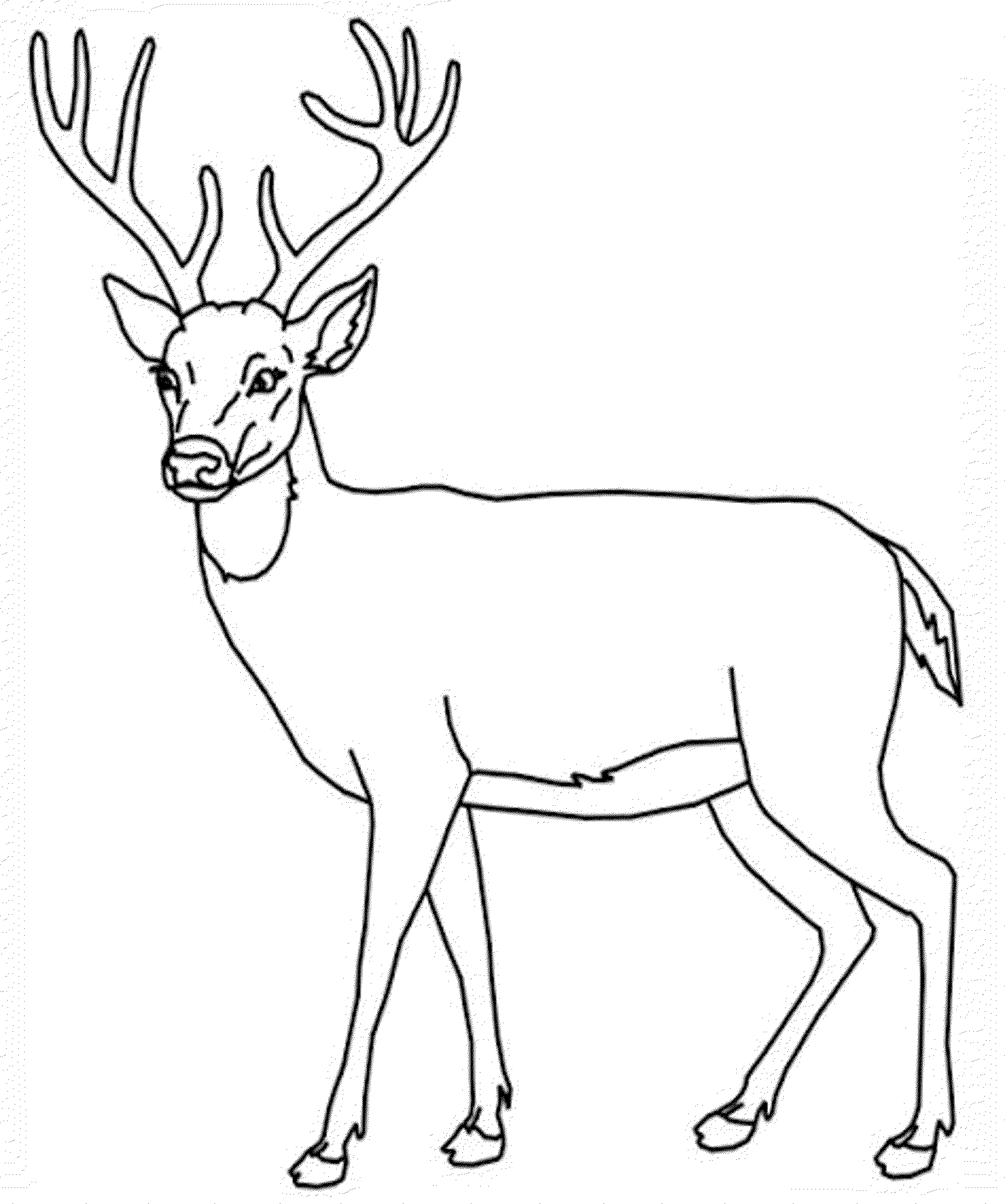 print download deer coloring pages for totally