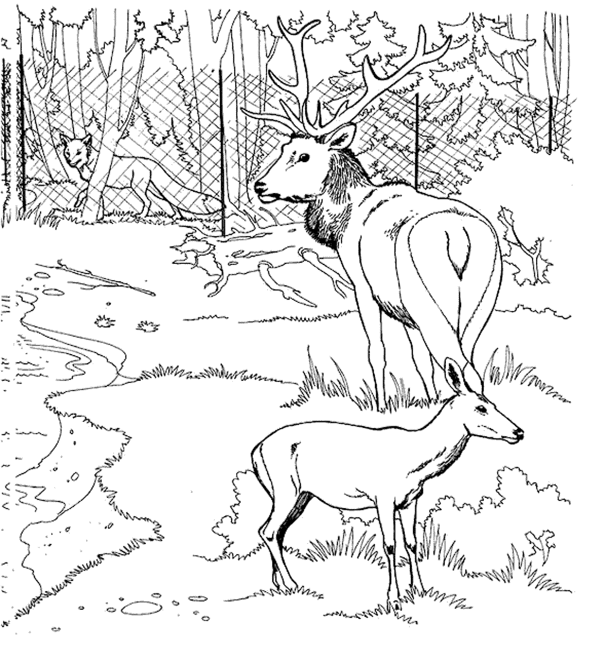 coloring-pages-deer | | BestAppsForKids.com