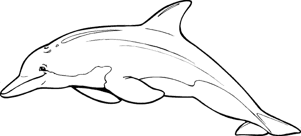 free-printable-miami-dolphins-coloring-pages | | BestAppsForKids.com