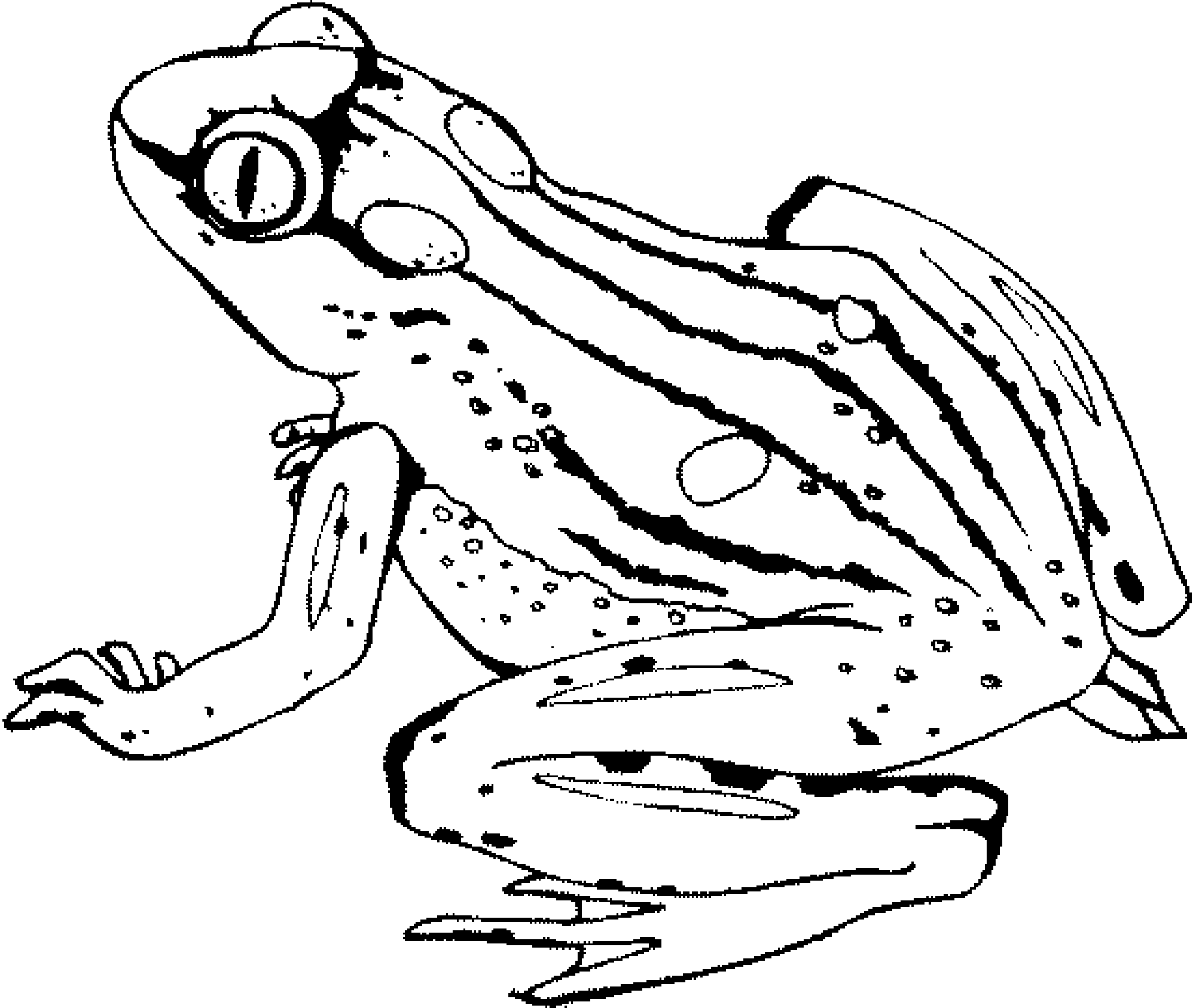 Cartoon Coloring Pages Of Tree Frogs with simple drawing