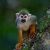 Curious George