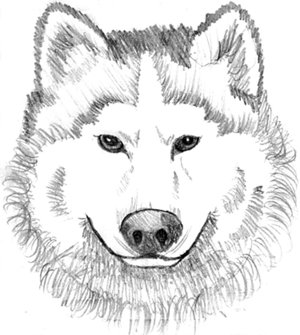 printable realistic head wolf coloring pages