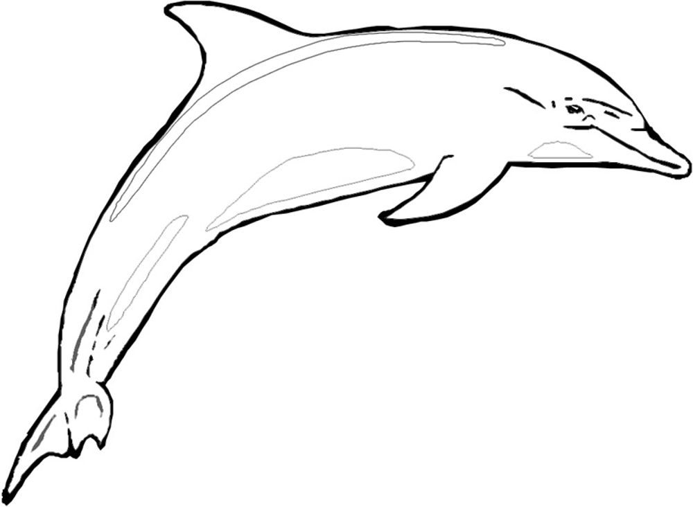 Download Print & Download - My Experience of Making Dolphin Coloring Pages