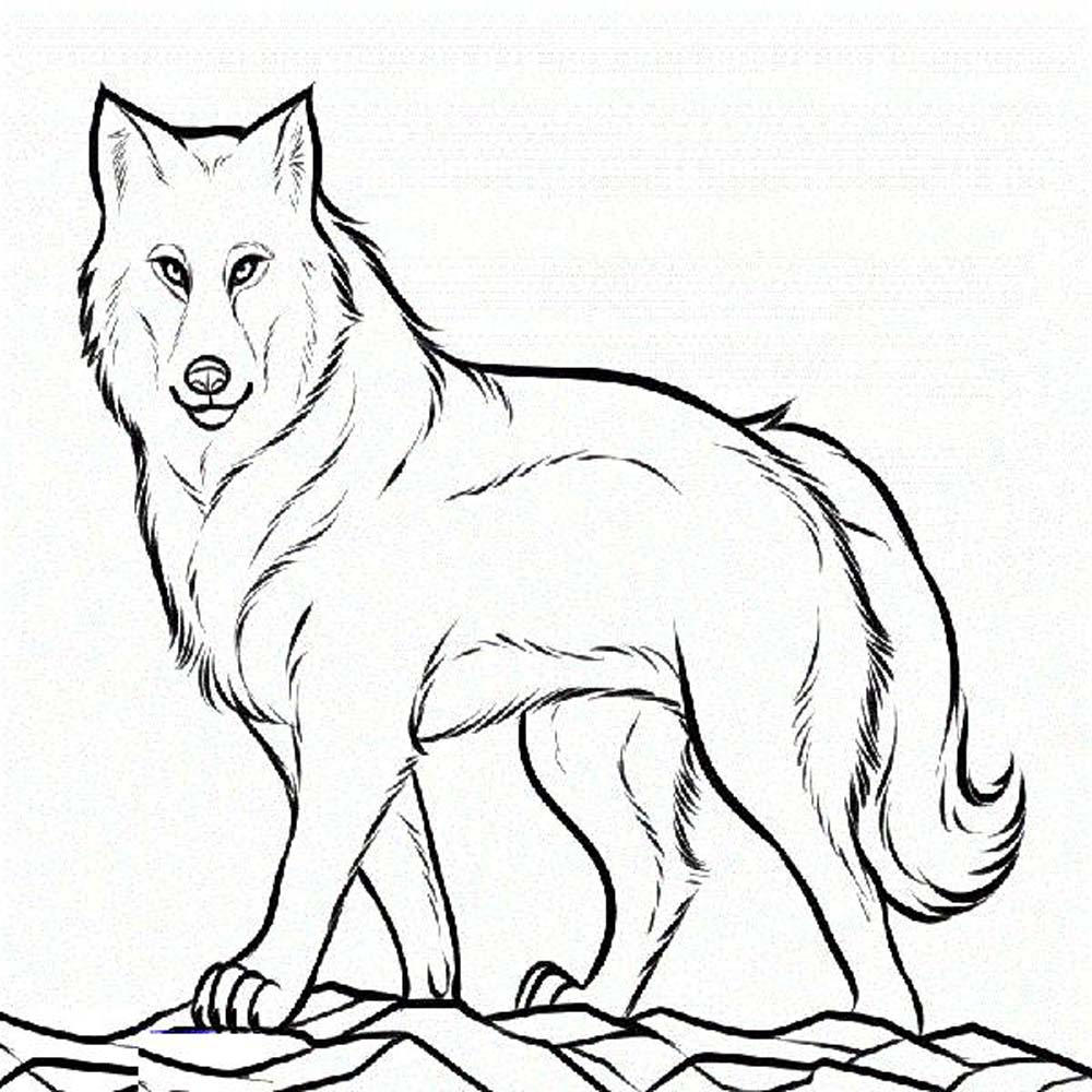 wolf pup coloring pages