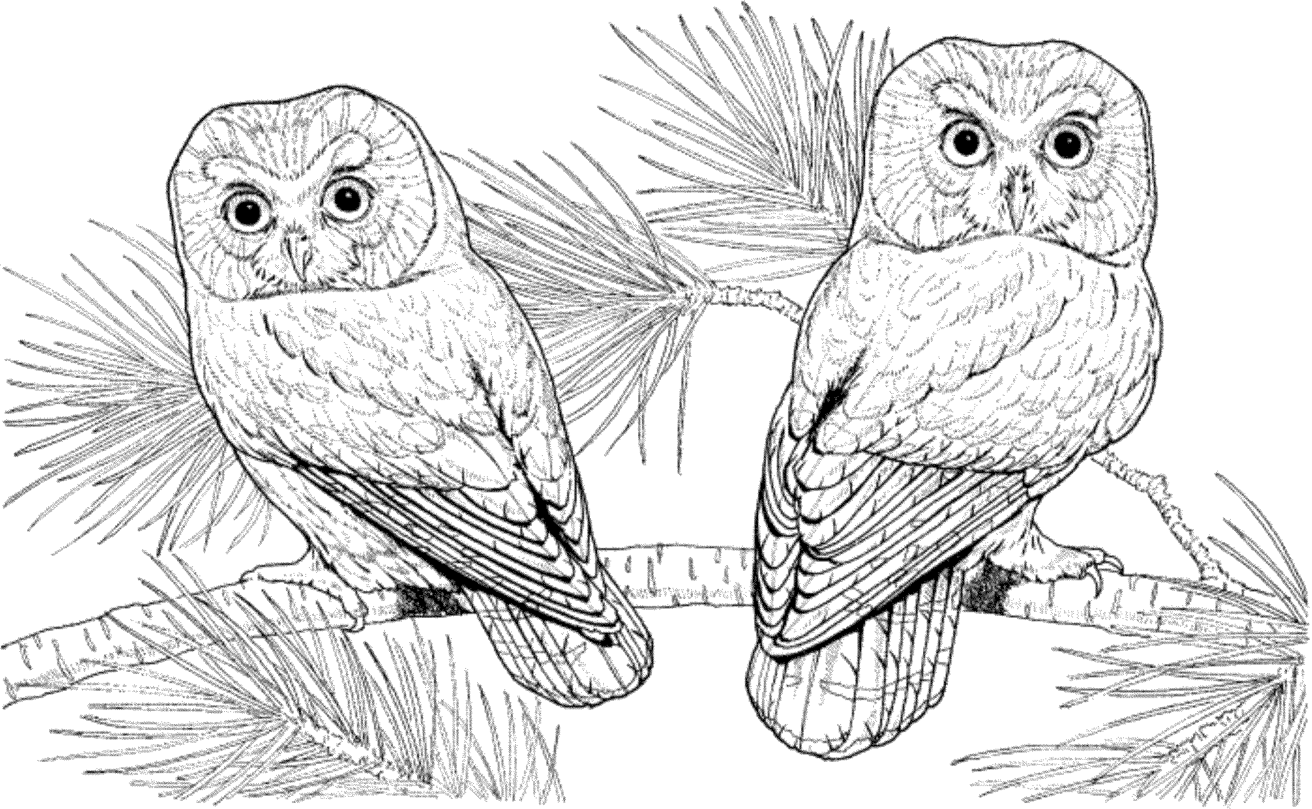 44 Top Cartoon Owl Coloring Pages To Print , Free HD Download 44 Top Cartoon Owl Coloring Pages To Print , Free HD Download