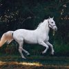 Fun Horse Coloring Pages for Your Kids