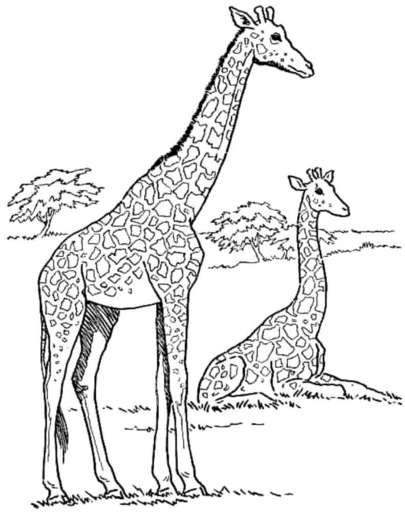 Print & Download - Giraffe Coloring Pages for Kids to Have Fun