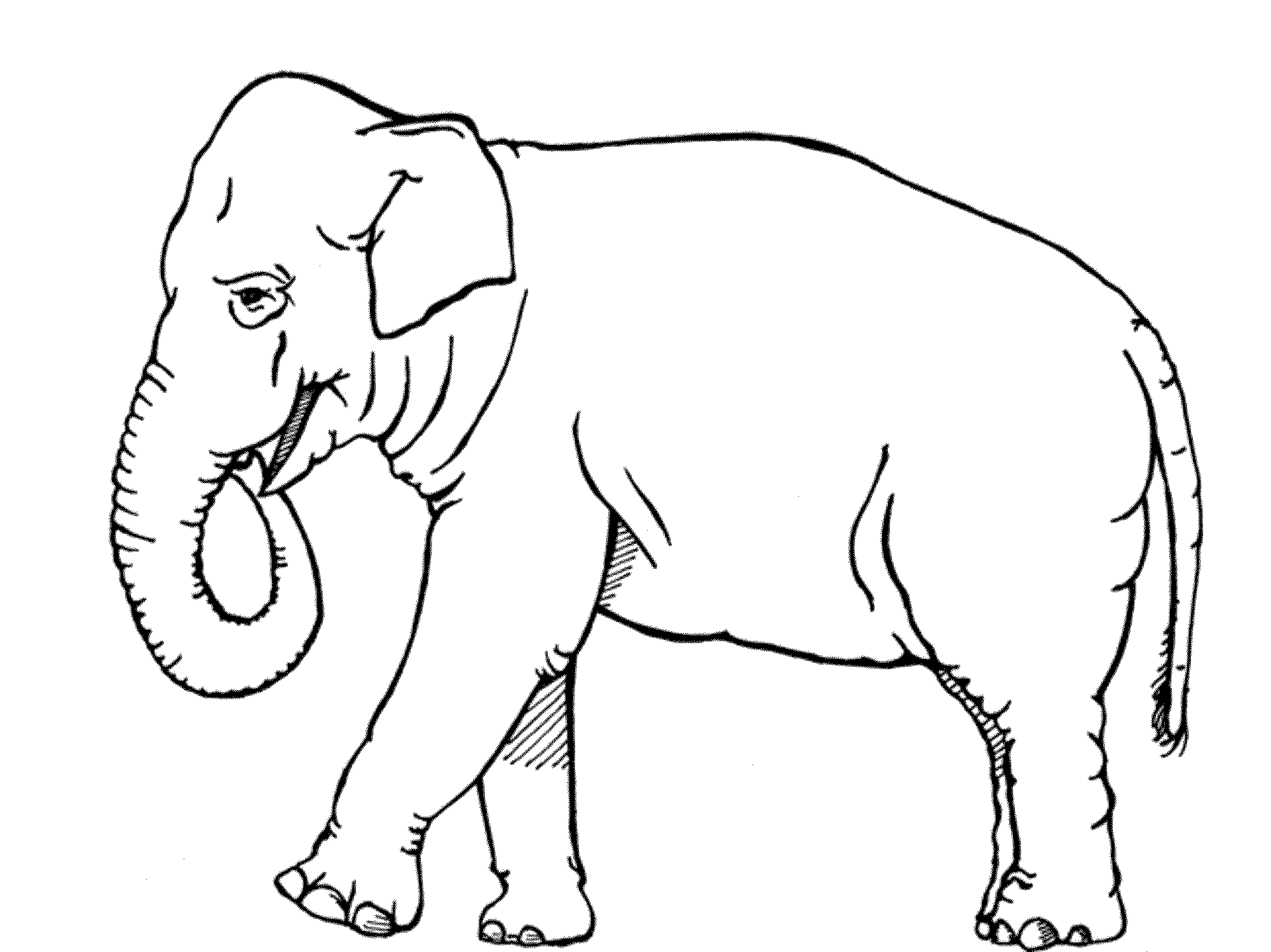 free-printable-elephant-coloring-pages-easy-elephant-pictures-to-color