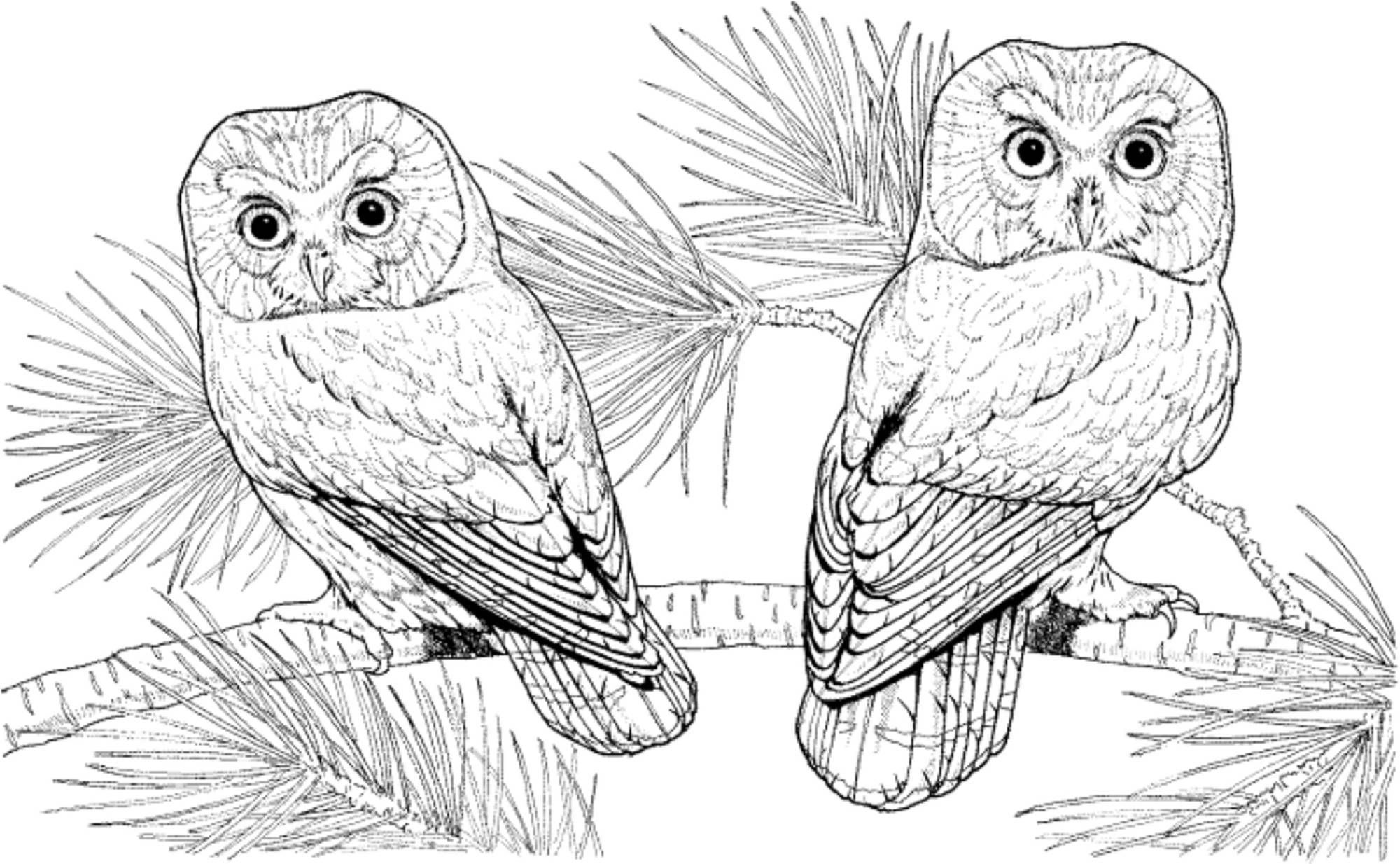 difficult owl coloring pages