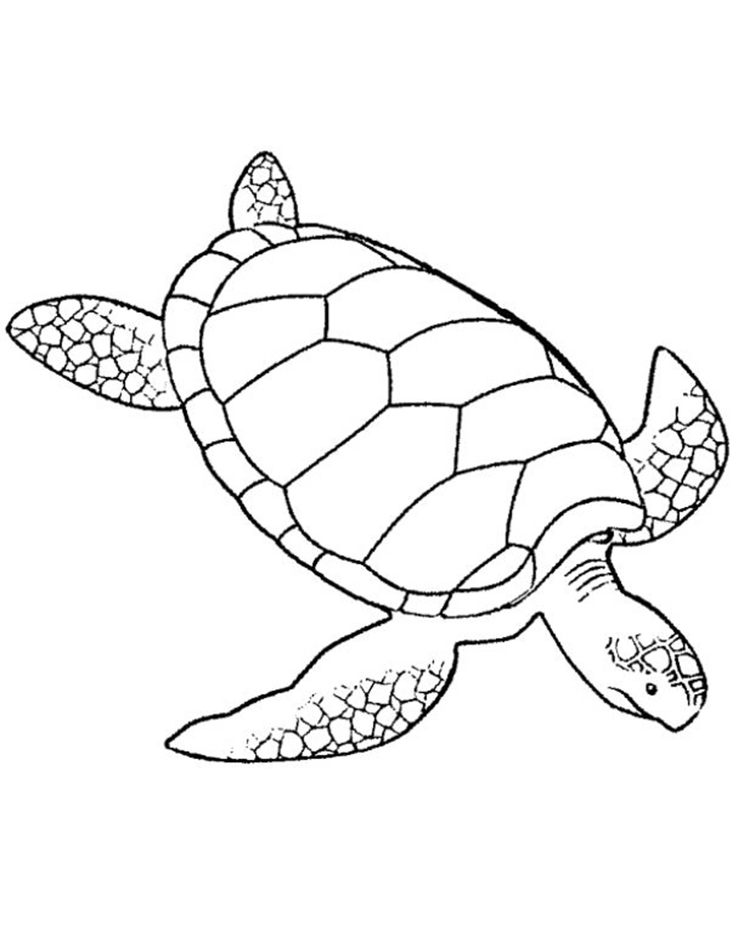Print & Download Turtle Coloring Pages as the