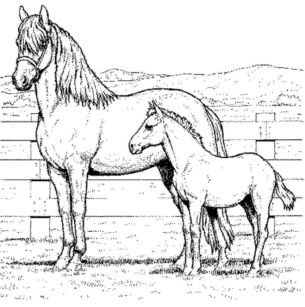 free coloring pages horses