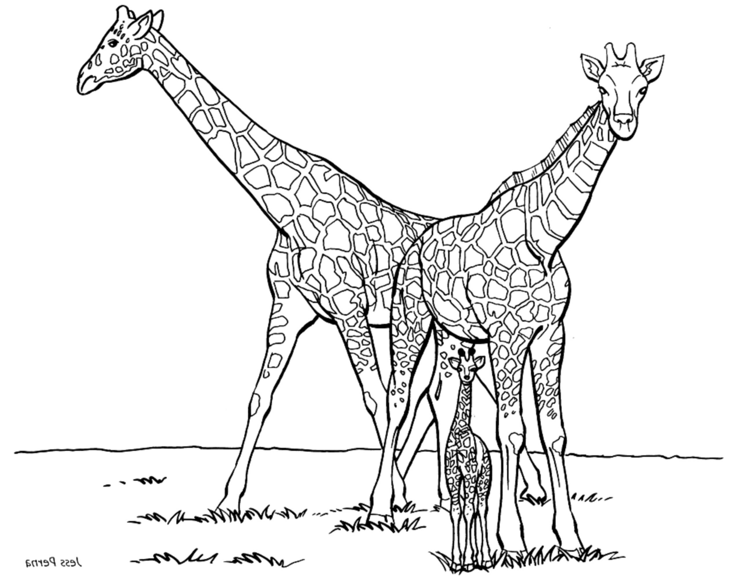 giraffe color pages