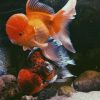 Cute and Educative Fish Coloring Pages