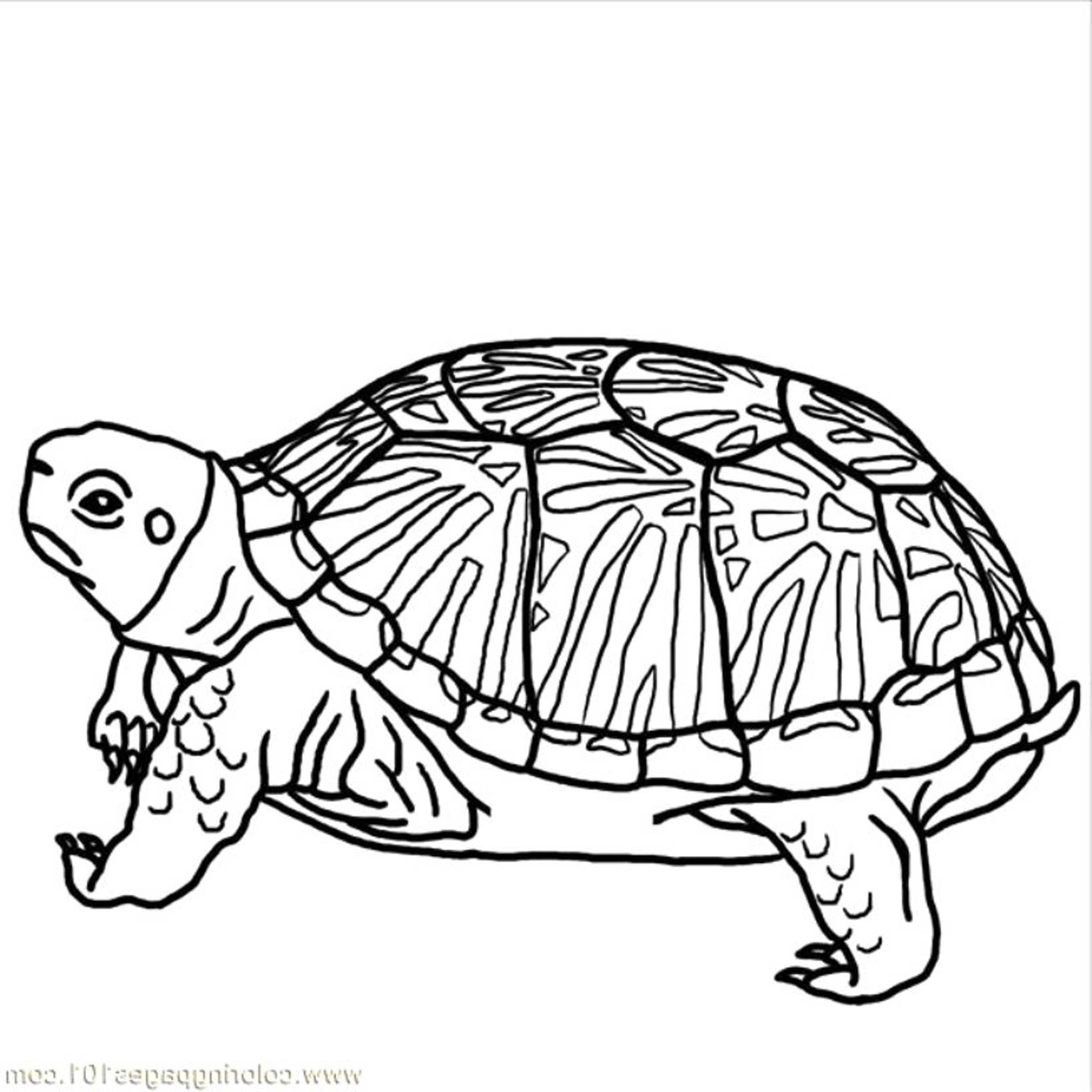 Print & Download - Turtle Coloring Pages as the Educational Tool