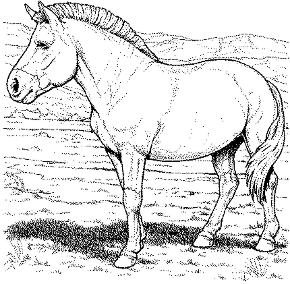Coloring Page Printable Horses - 270+ SVG PNG EPS DXF File