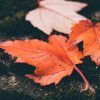 Fall Coloring Pages & Benefit of Coloring for Kids
