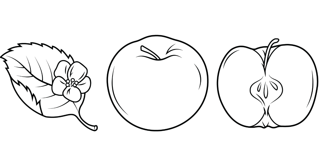 550 Apple Coloring Pages Images Pictures