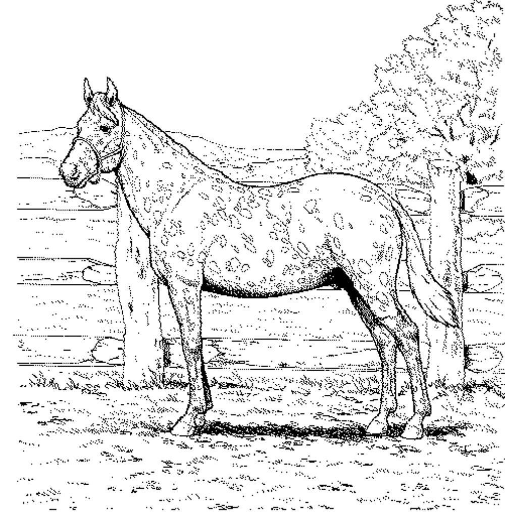 printable coloring pages horses