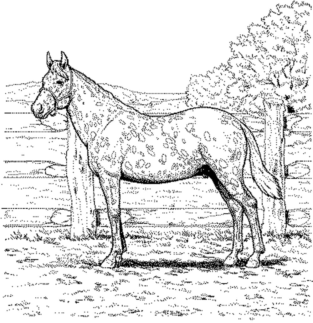 realistic horse coloring pages     BestAppsForKids.com