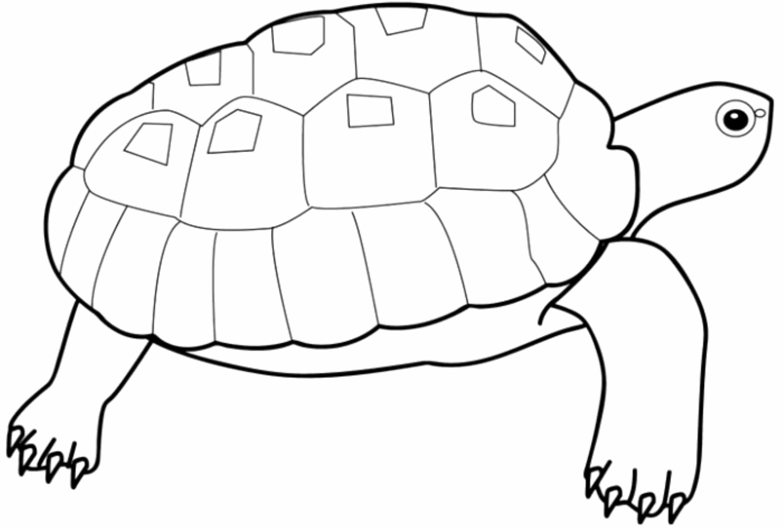 turtlecoloringpagesforkids