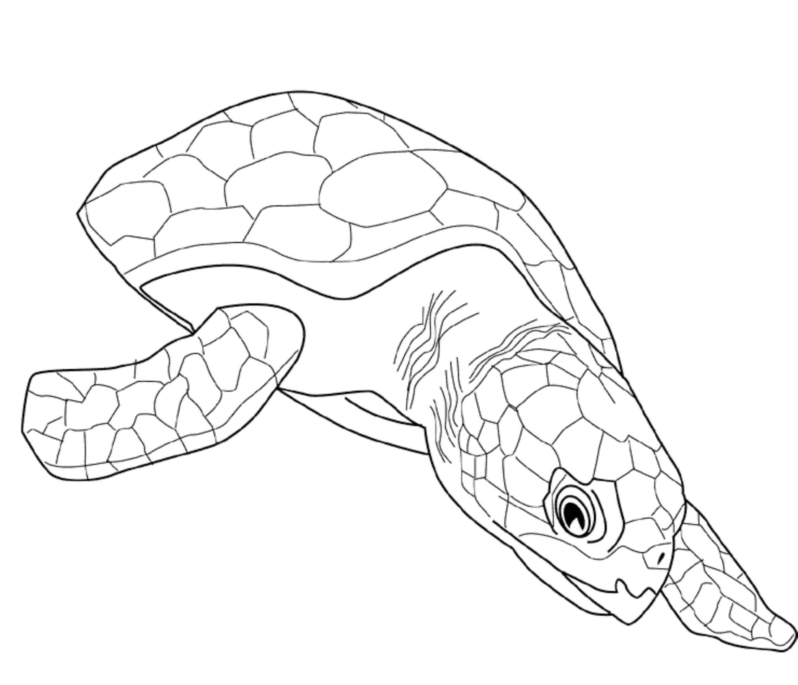 tortoise coloring page