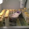 Excess Lipase In Breast Milk (Get The Facts So You Can Avoid Dangers!)