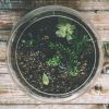Best Terrarium Kits for Kids Age 9-13