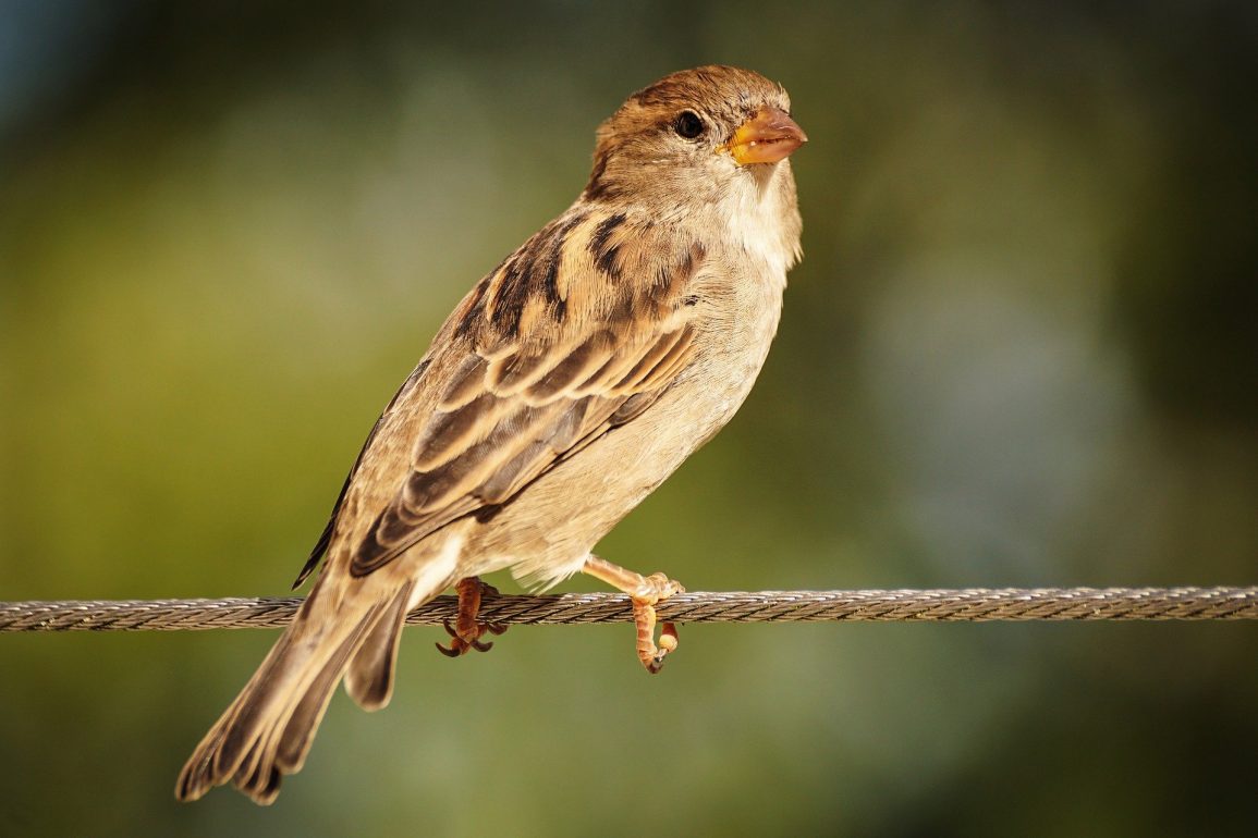 10 Amazing Apps for Kids Into Birds
