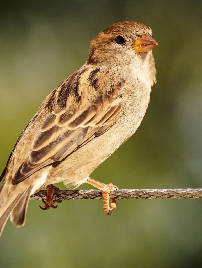 Sparrow on a cable